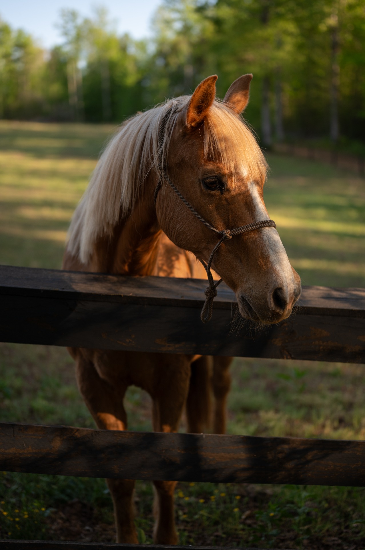 Our horses :: Lazy H Ranch